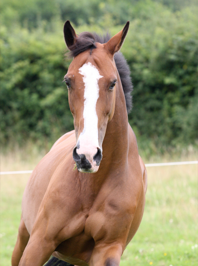 horse passports from Pet ID Equine